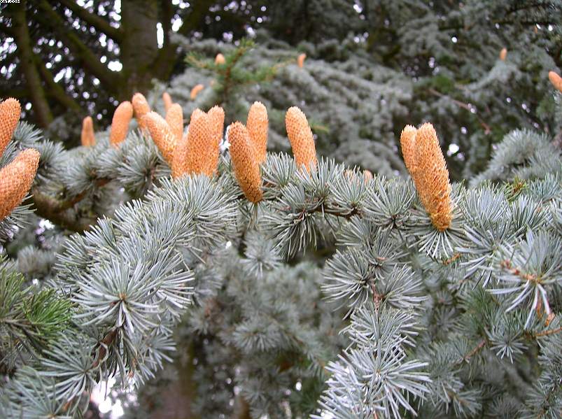 Cedrus atlantica / Cedro dell'' Atlante